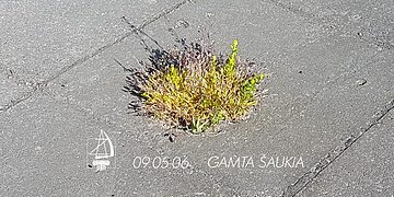 Tradicinis Zavišos fondo renginys „Zavišinės“: rugsėjo 5-6 dienomis