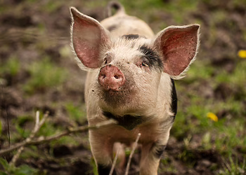 VALSTYBINĖ MAISTO IR VETERINARIJOS TARNYBA (VMVT) PRANEŠA