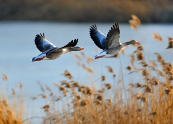 Pažintis su sparnuočiais Klaipėdos rajone