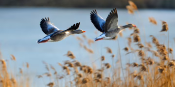 Pažintis su sparnuočiais Klaipėdos rajone