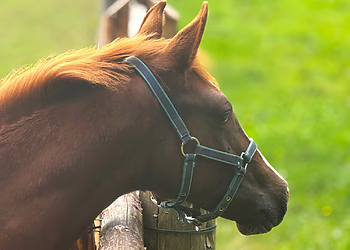 Atnaujinamas maniežas Žemaičių kaimo muziejuje