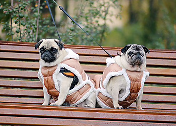 Šalčio sezonas čia pat: kaip užtikrinti augintinio sveikatą ir komfortą