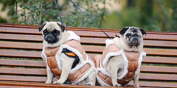 Šalčio sezonas čia pat: kaip užtikrinti augintinio sveikatą ir komfortą