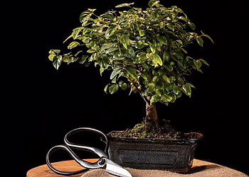 Japonijos menų ir kultūros festivalis Palangoje