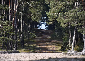 Europos judumo savaitė Neringoje – kaip prisidėti prie iniciatyvos ir paminėti Dieną be automobilio?