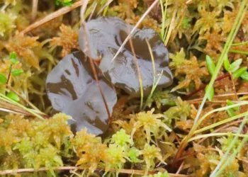 Žemaitijos gyventoja aptiko grybą, kokio dar nebuvo visoje Lietuvoje