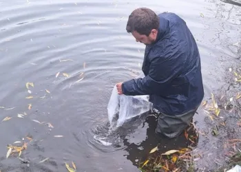 Įžuvinant Kretingos rajono tvenkinius paleista 1000 lydekų