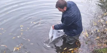 Įžuvinant Kretingos rajono tvenkinius paleista 1000 lydekų