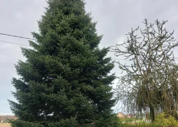 Klaipėda išsirinko 2025 metų Kalėdinę eglutę