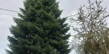 Klaipėda išsirinko 2025 metų Kalėdinę eglutę