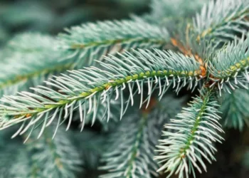 Klaipėda išsirinko 2025 metų Kalėdinę eglutę