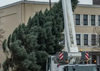 Į Klaipėdos Teatro aikštę atkeliavo svarbiausias Kalėdų simbolis – eglutė