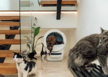 Didžiausias kačių augintojų galvos skausmas: kaip kraiko dėžė tampa konfliktų priežastimi?