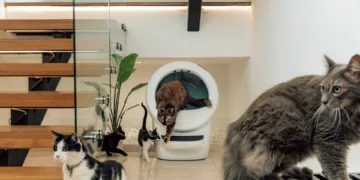 Didžiausias kačių augintojų galvos skausmas: kaip kraiko dėžė tampa konfliktų priežastimi?