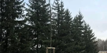 Raseiniuose – naujas žaliasis plotas prie Stonų ir Garažų gatvių