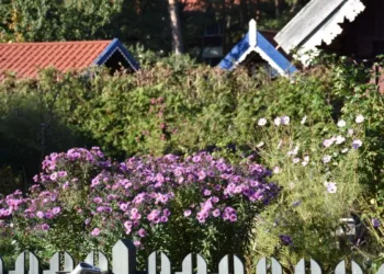 Šiandien – Neringos 588-ųjų ištakų diena!