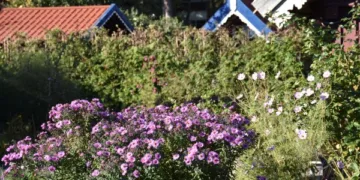 Šiandien – Neringos 588-ųjų ištakų diena!