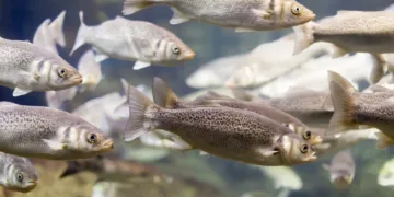 Mažeikių rajono vandens telkiniuose – įvairių rūšių žuvų papildymas