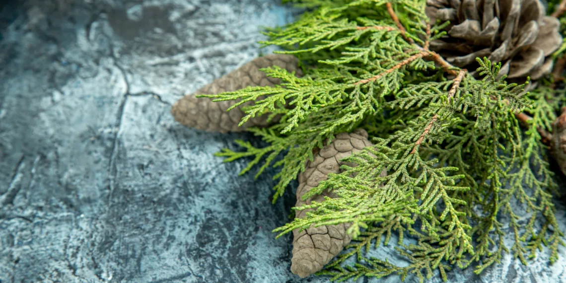 Nupuoštų eglučių surinkimas Šilutėje. Freepik nuotr.