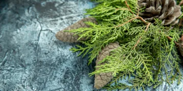 Nuo sausio 2-osios – Šilutėje surenkamos nupuoštos kalėdinės eglutės