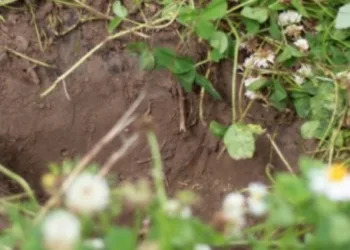 Dirvožemio apsauga – kiekvieno mūsų rūpestis