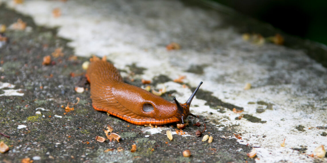 Invazinis šliužas/Freepik