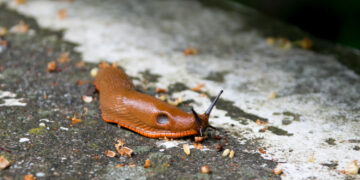 Finansinė parama invazinių augalų ar šliužų naikinimui