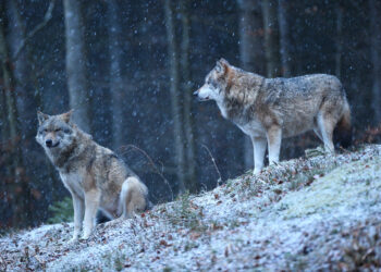 Apsauga nuo vilkų: kompensuojama iki 90 proc. išlaidų