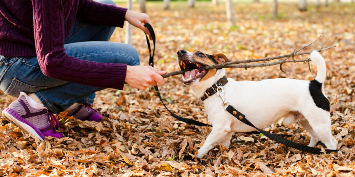 Šuo su pavadėliu/Asociatyvi nuotr./Freepik
