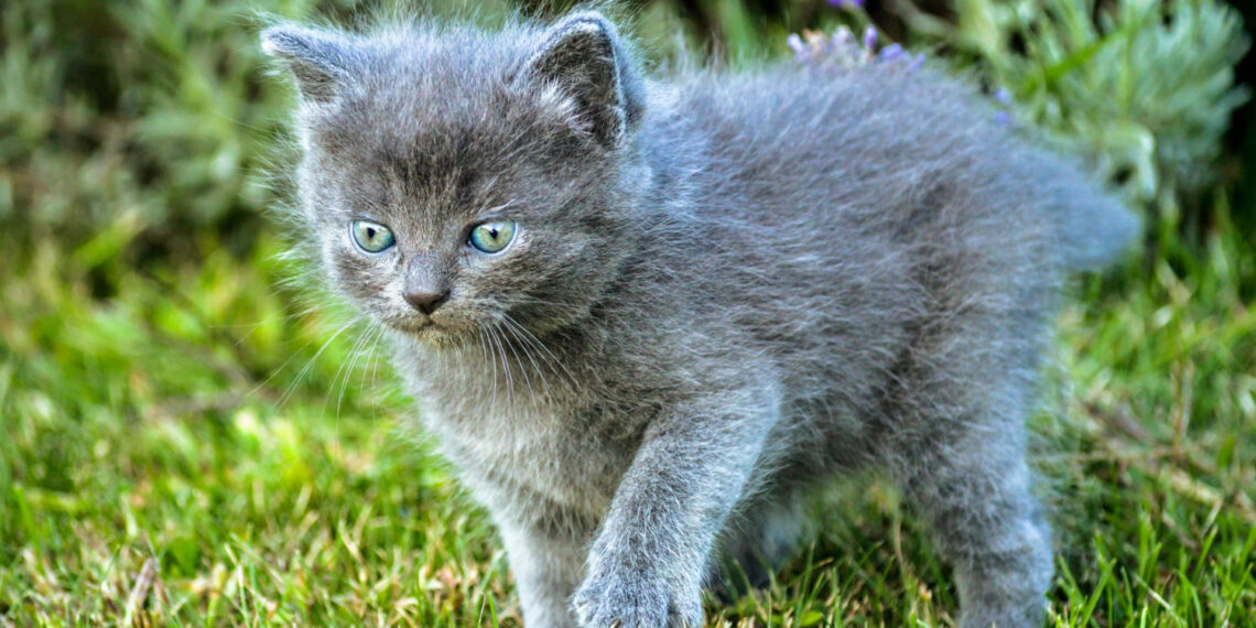 Kačiukas/Asociatyvi nuotr./Freepik