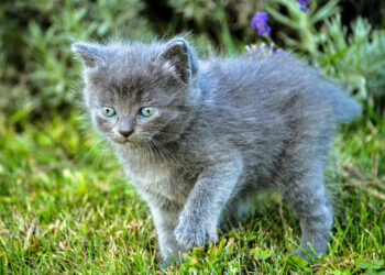 Palangos miesto savivaldybė planuoja teikti nemokamą gyvūnų augintinių ženklinimą