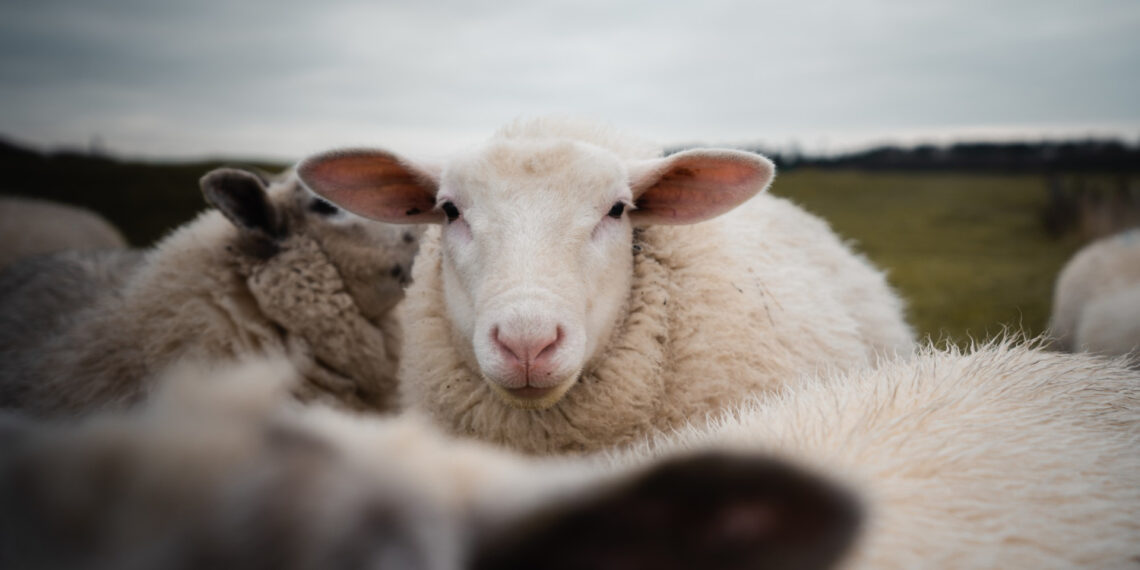 Avys/Asociatyvi nuotr./Freepik