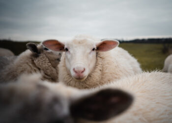 Potvynio metu svarbu užtikrinti tiek naminių augintinių, tiek ūkinių gyvūnų saugumą bei sveikatą