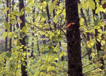 Gera žinia miškininkystės atstovams – galima gauti paramą jaunuolyno ugdymui