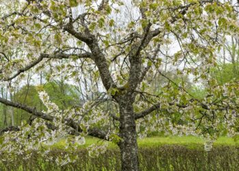 Ką reikia žinoti gyventojams, prieš imantis genėjimo darbų?