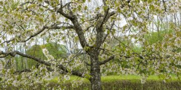 Ką reikia žinoti gyventojams, prieš imantis genėjimo darbų?