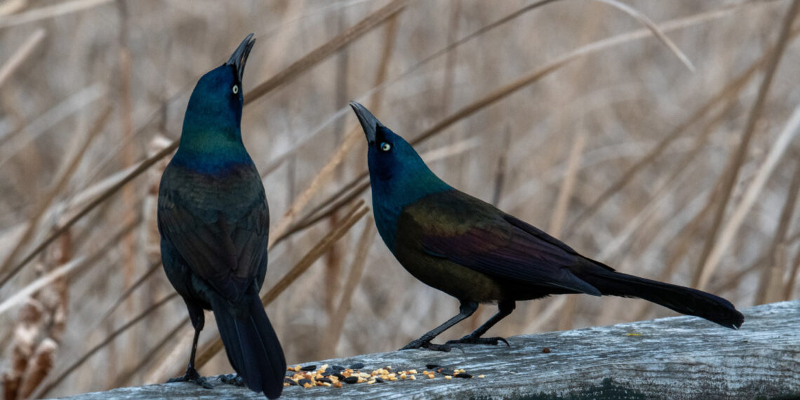 Čiulbantys paukščiai/Freepik