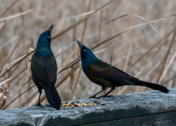 Kovo 20 d. Palangos Kurhauze – Lygiadienio pasidainavimas su „Mėguva“