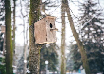 Miškininkai kviečia dalyvauti šventėje „Paukščiai grįžta namo“