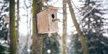 Miškininkai kviečia dalyvauti šventėje „Paukščiai grįžta namo“