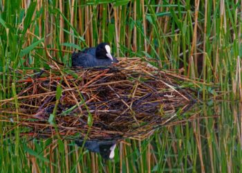 Kada ir kaip galima perkelti arba ardyti laukinių paukščių lizdus?