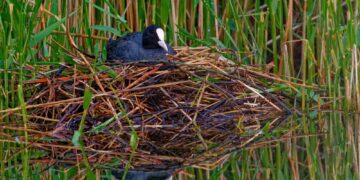 Kada ir kaip galima perkelti arba ardyti laukinių paukščių lizdus?