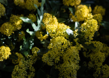 Kretingos Žiemos sode lankytojai gali pajusti tikrą pavasario bangą