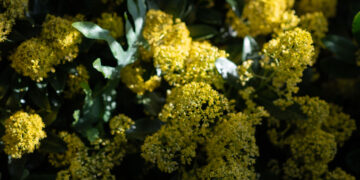 Kretingos Žiemos sode lankytojai gali pajusti tikrą pavasario bangą