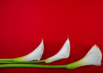 Kovo 15-ąją Lietuvoje minime Lietuvos žydų gelbėtojų dieną