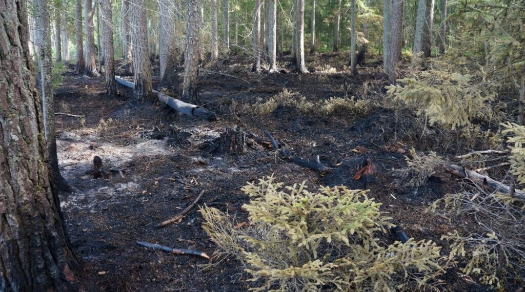 Išdegęs miškas/Plungės PGT nuotr.
