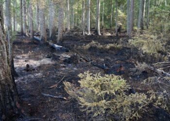 Ugniagesiai gelbėtojai prašo gyventojų nedeginti pernykštės žolės