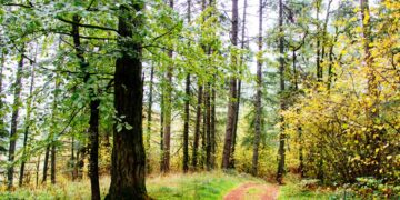 Nacionalinis miškasodis Prezidento Valdo Adamkaus 100-mečiui