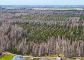 Didžlaukio aukštapelkės teritorija Mažeikių savivaldybėje bus pritaikyta lankymui
