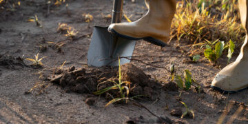 Svarbi informacija apleistų sklypų savininkams Palangoje